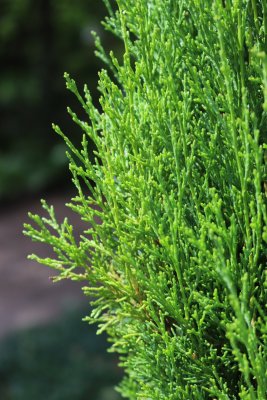 Cupressus sempervirens 'Totem' - cypřiš vždyzelený - jehlice